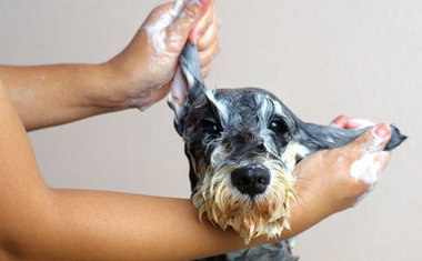 Imagem de destaque para 5 cuidados básicos com o pet na hora do banho 