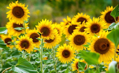 Imagem de destaque para Descubra a flor do mês do seu aniversário e veja o que ela simboliza
