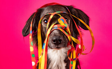 Imagem de destaque para 5 bloquinhos pet em São Paulo para conhecer no Carnaval 2023