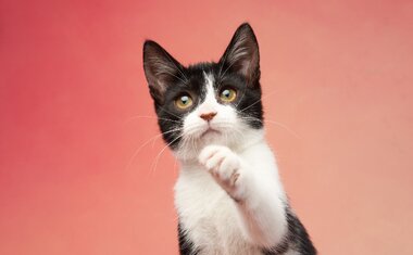 Imagem de destaque para 10 coisas que todo dono de gato deve saber