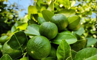 Imagem de destaque para O poder do limão: confira 5 benefícios da fruta para a saúde